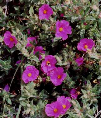 Cistus x pulverulentus ‘Sunset’