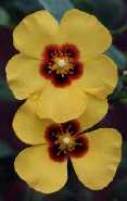 Halimium ‘Susan’