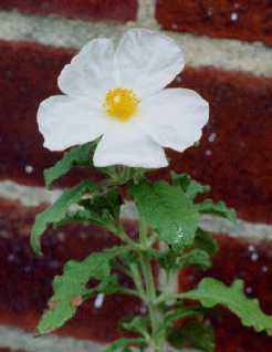Cistus creticus subsp. ‘Tania Compton’