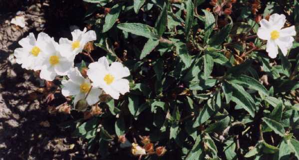 Cistus z ‘Thornfield White’