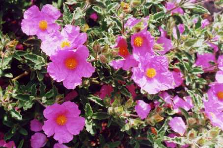Cistus x crispatus Dans.