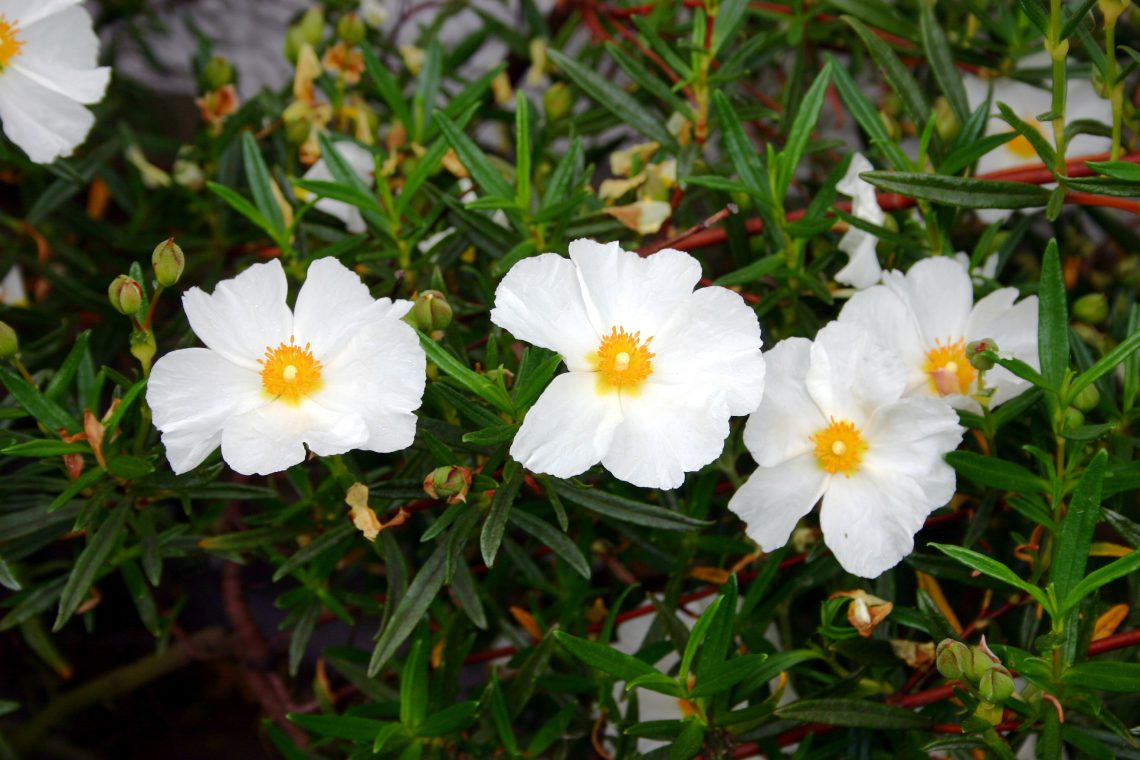 Cistus x lepidocalyx Demoly ‘White Satin’