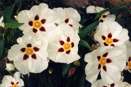Cistus x aguilarii ‘Maculatus’