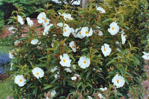 Cistus x aguilarii