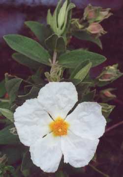 Cistus albidus f. albus