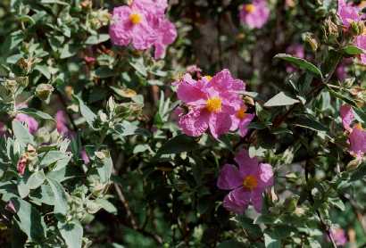 Cistus albidus