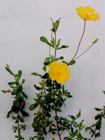 Halimium lasianthum subsp. alyssoides