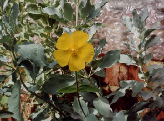 Halimium atriplicifolium (Lam.) Spach
