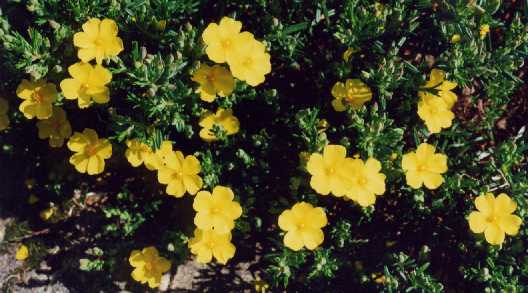 Halimium calycinum (L.) K. Koch