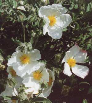 Cistus x canescens ‘Albus’