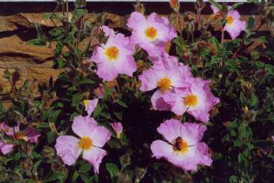 Cistus x canescens Sweet