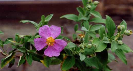 Cistus chinamadensis