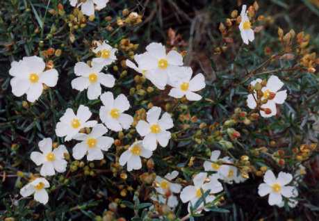 Cistus clusii