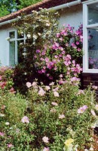 CIstus collection