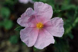 Cistus crispus (Pale)