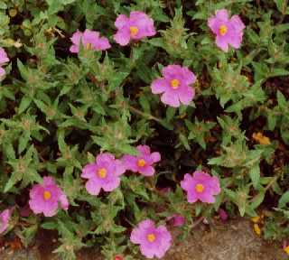 Cistus crispus
