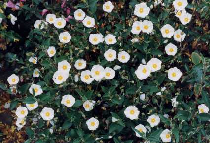 Cistus x dubius Pourr.