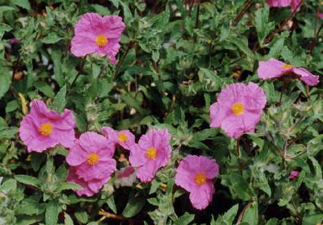 Cistus x gardianus