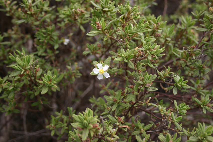 Cistus grancanariae Marrero-Rodr., Almeida & C. Ríos