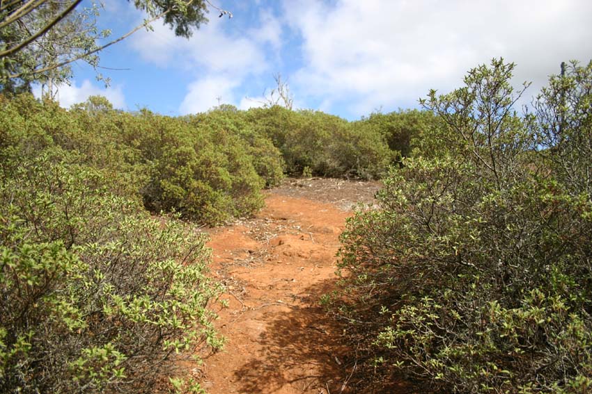 In the wild, showing variation in foliage colour