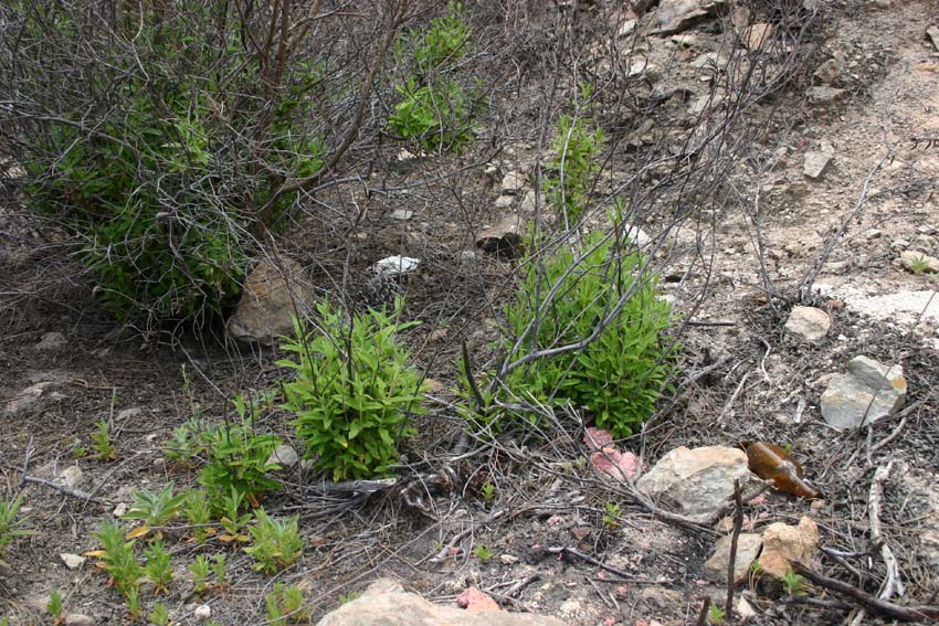 Regeneration after fire both from seeds and by re-sprouting