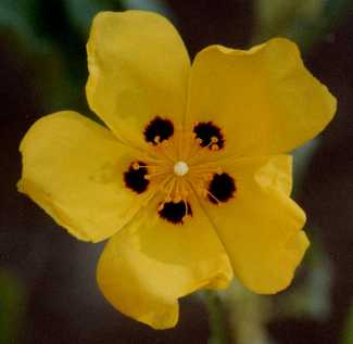 Halimium halimifolium f. maculatum
