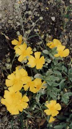 Halimium halimifolium (L.) Willk.