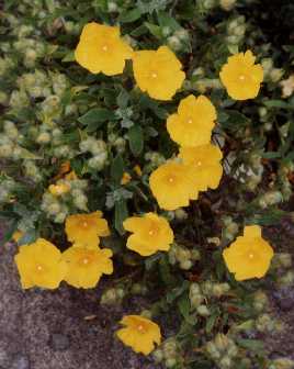 Halimium halimifolium subsp. lasiocalycinum, var. rhiphaeum