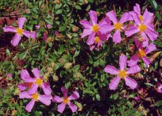Cistus heterophyllus