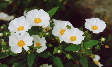 Cistus x hybridus Pourr.