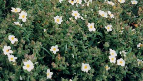 Cistus inflatus