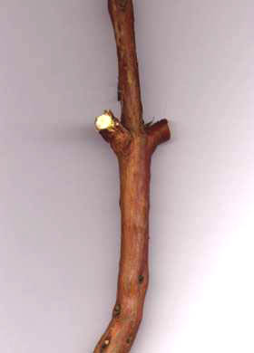 Cistus laurifolius L. Bark