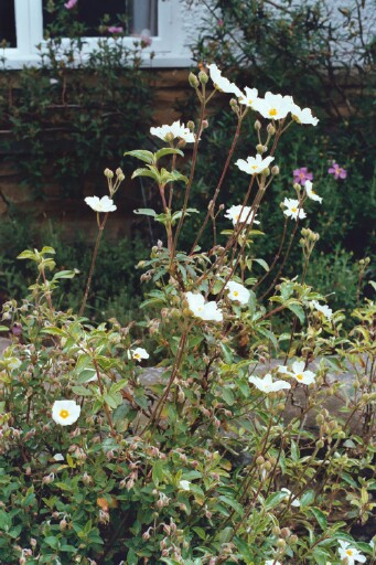 Cistus laurifolius subsp. atlanticus