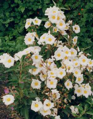 Cistus laurifolius