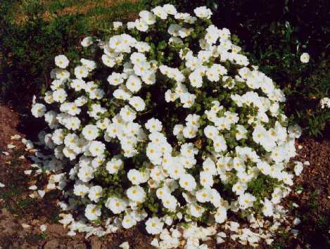 Cistus x laxus