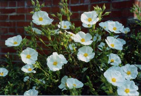 Cistus x ledon Lam.
