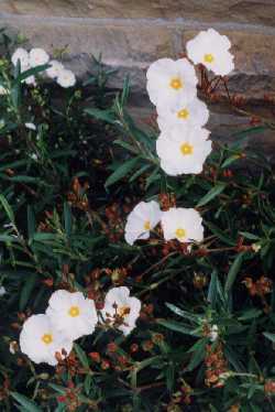 Cistus libanotis ‘Major’