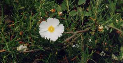 Cistus libanotis