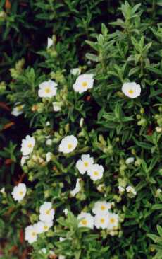 Cistus monspeliensis densifolius group