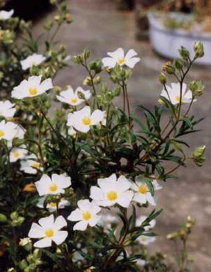 Cistus monspeliensis