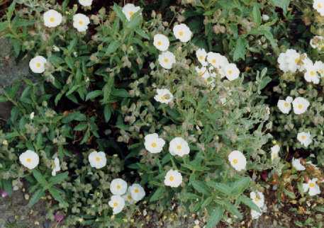 Cistus x nigricans Pourr.