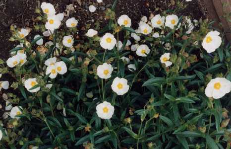 Cistus x oblongifolius