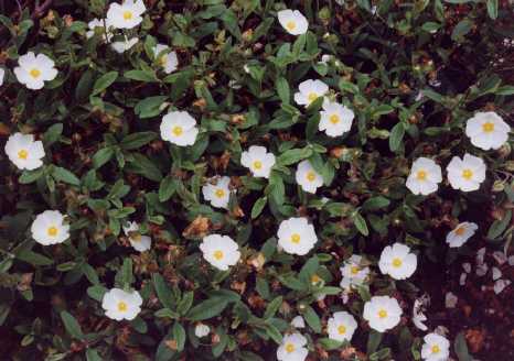 Cistus x obtusifolius Sweet