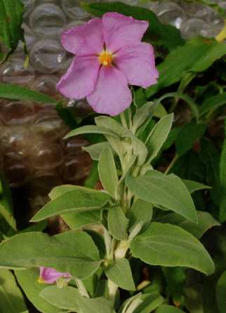 Cistus ochreatus
