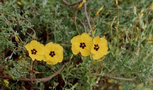 Halimium ocymoides (Lam.) Willk.