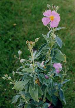 Cistus osbeckiifolius
