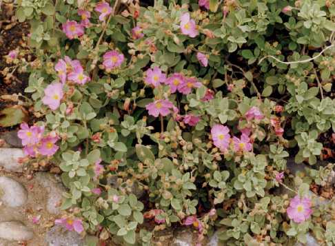 Cistus parviflorus