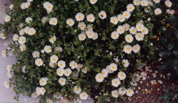 Cistus x platysepalus Sweet