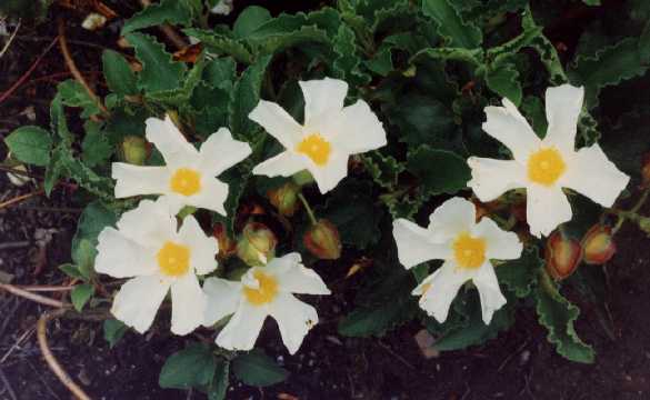 Cistus populifolius