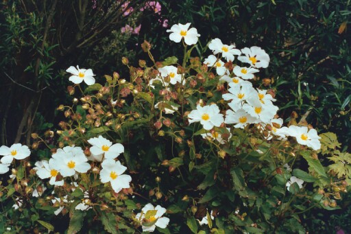 Cistus populifolius subsp. populifolius